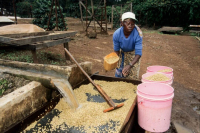 精品咖啡Specialty Coffee的定义是什么？精品咖啡与商业豆有何不同？SCA评分越高的咖啡豆品质越好吗