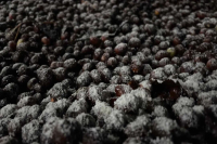 Koji是什么？什么是koji发酵处理法？koji处理法会给咖啡风味带去什么影响？koji为何难推广