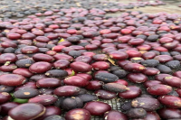 云南精品咖啡种植历史介绍｜云南小粒是卡蒂姆品种吗？前街咖啡自产的云南咖啡好喝吗？