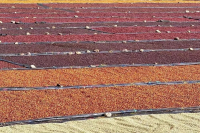 精品咖啡学｜哥斯达黎加为何盛行蜜处理法？黑蜜 红蜜 黄蜜 白蜜的区别是什么 风味有差异吗？