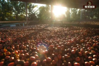 Coffee Combo是什么？哪些咖啡豆适合制作Combo咖啡？Combo制作要点技巧介绍