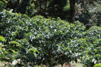 中美洲咖啡产国之尼加拉瓜｜尼加拉瓜主要咖啡产区在哪？咖啡采收期是什么时候？咖啡生豆如何分级？