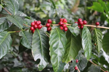 非洲单品豆品牌推荐｜卢旺达有哪些咖啡产区 种植什么咖啡品种 卢旺达水洗红波旁有何咖啡风味口感
