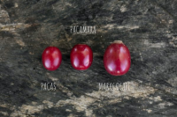 中美洲国家萨瓦尔多咖啡原产地介绍｜阿拉比卡咖啡豆种帕卡斯Pacas、帕卡马拉Pacamara是什么？