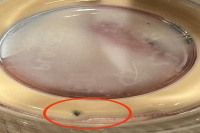  鉴赏家最青睐的精品咖啡豆肯尼亚AA咖啡豆的种植海拔形状特点介绍