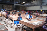 巴布亚新几内亚咖啡生豆分级制度介绍｜巴布亚咖啡中的AA、A、AB是什么意思