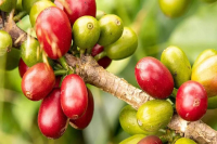 辣椒咖啡Aji Bourbon是什么？辣椒咖啡是波旁种还是瑰夏种？哥伦比亚的辣椒瑰夏咖啡风味特点是什么？