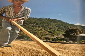 中美洲精品手冲豆推荐｜洪都拉斯六大咖啡产区是什么？洪都拉斯莫卡庄园雪莉咖啡豆有何独特之处？