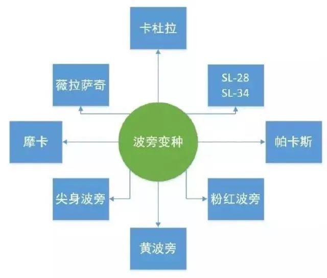 阿拉比卡波旁种衍生的咖啡豆有哪些