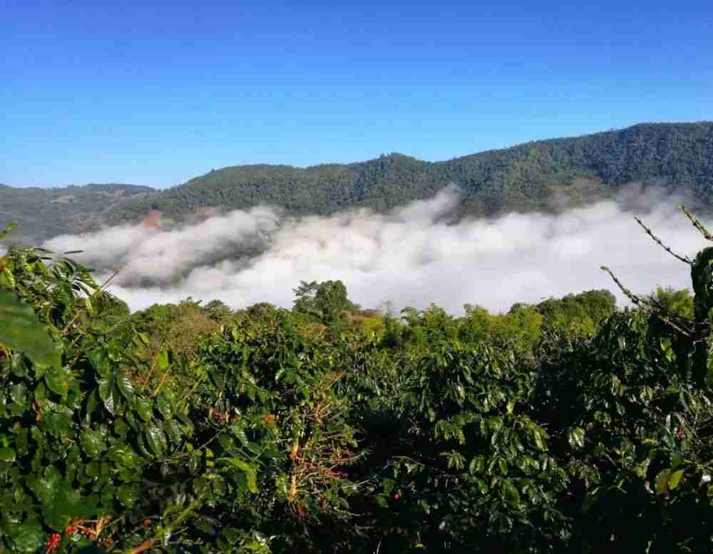 compressed_yunnan compressed_yunnan