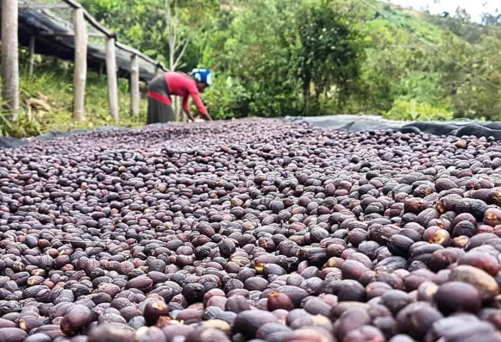 176560317603c548 176560317603c548